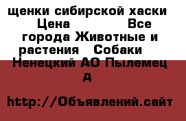 щенки сибирской хаски  › Цена ­ 10 000 - Все города Животные и растения » Собаки   . Ненецкий АО,Пылемец д.